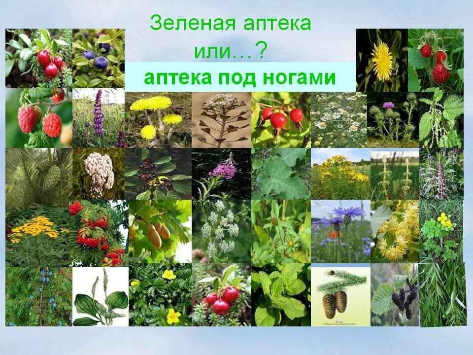 Зеленая аптека растения. Целебные растения для детей. Зеленая аптека лекарственные растения. Лекарственные растения для детей дошкольников. Лекарственные растения для дошкольников.