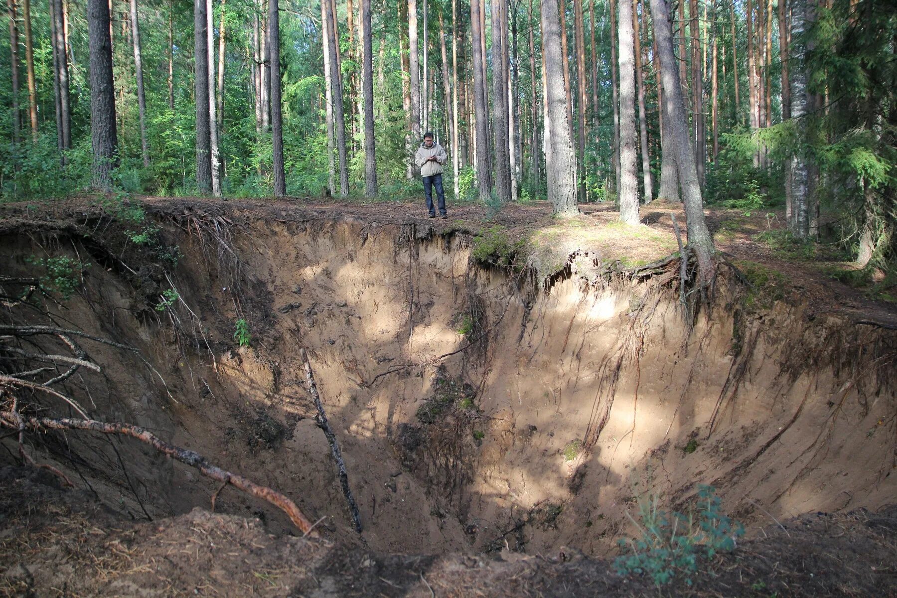 воронка в лесу. ливенское. лес донбасса. мулинские леса. воронки в лесу.