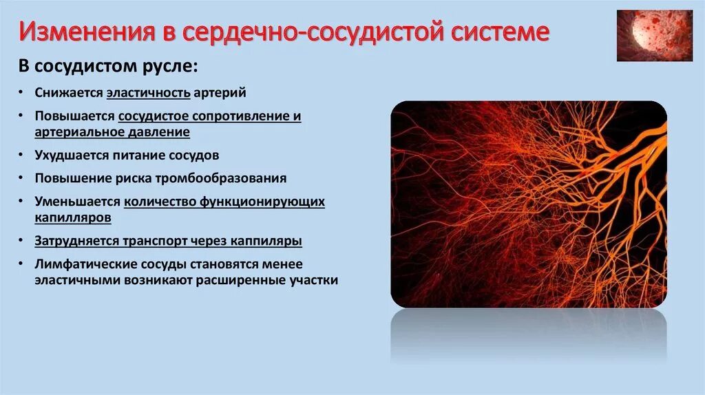 Возрастные изменения сердечно-сосудистой системы. Возрастные изменения сосудов. Возрастные изменения артерий. Возрастные изменения кровеносной системы. Возрастные сосудистые изменения