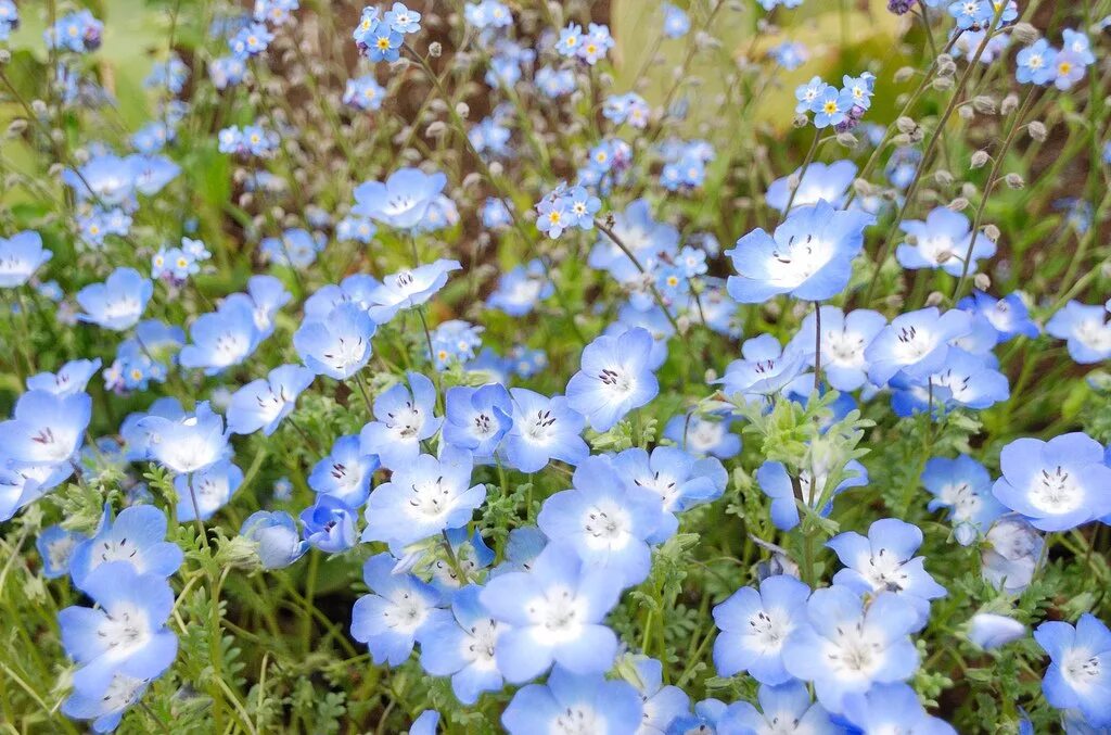 Голубые садовые цветы. Цветы мелкие голубые многолетние. Цветы с голубыми цветами многолетний. Маленькие голубые цветочки многолетки. Цветы похожие на лен