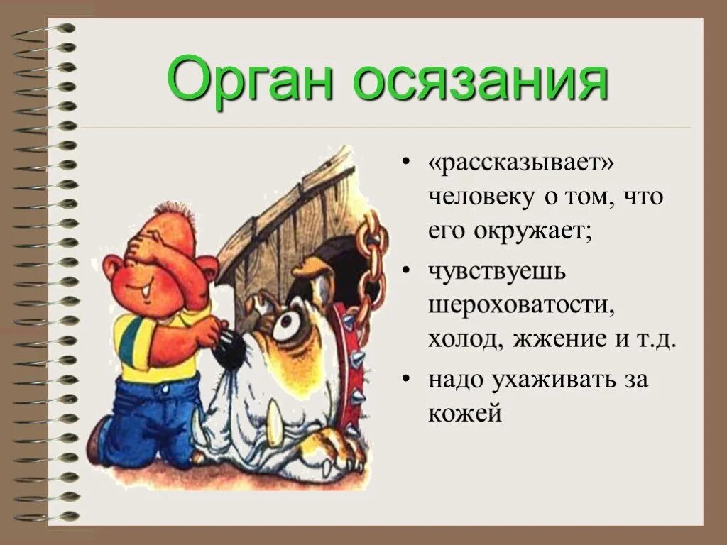 Осязание. Кожа человека орган осязания. Органы чувств осязание. Предложение со словом осязание 3. Руки орган осязания.