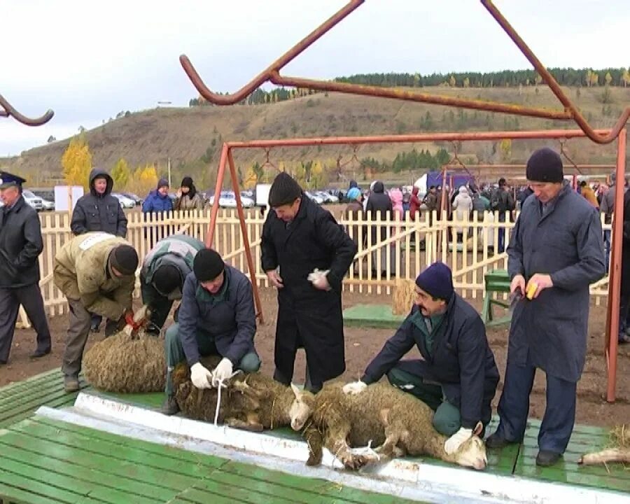 Курбан байрам начало. Курбан байрам — праздник жертвоприношения. Курбан-байрам 2022 в Дагестане. Иди Курбан 2023. С Курбан праздником Курбан.