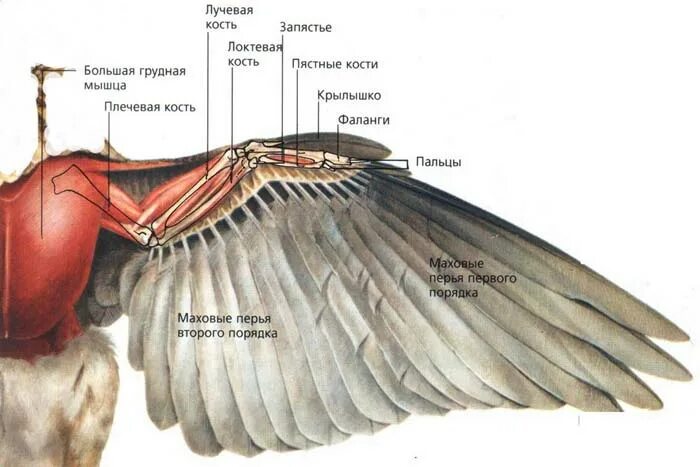 Как подрезать крылья уткам. Строение крыла кряквы. Строение крыла. Крыло птицы строение. Крыло курицы строение.
