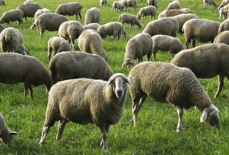 Авито породы овец. Отара овец. Овцеводство в Румынии. Стадо овец. Бараны стадо.