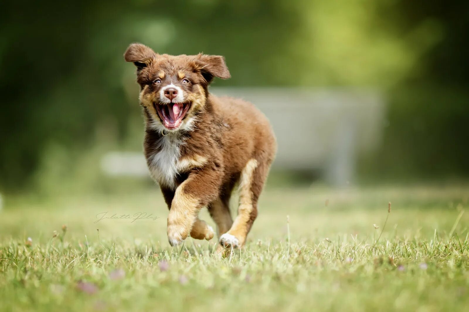 My dog running