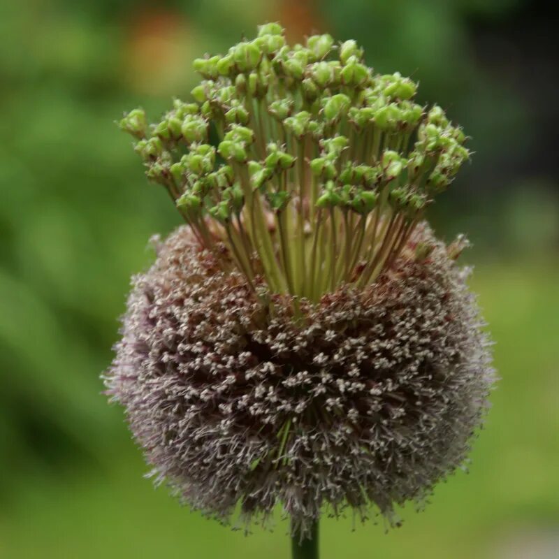 Allium Forelock. Forelock Алиум. Лук декоративный Форлок. Декоративный лук аллиум семена. Декоративные луки семенами