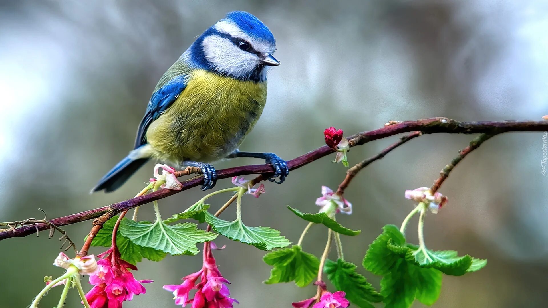 Птицы россии весной. Птичка лазоревка. Синица лазоревка весной. Тайваньская синица. Красивые птицы.