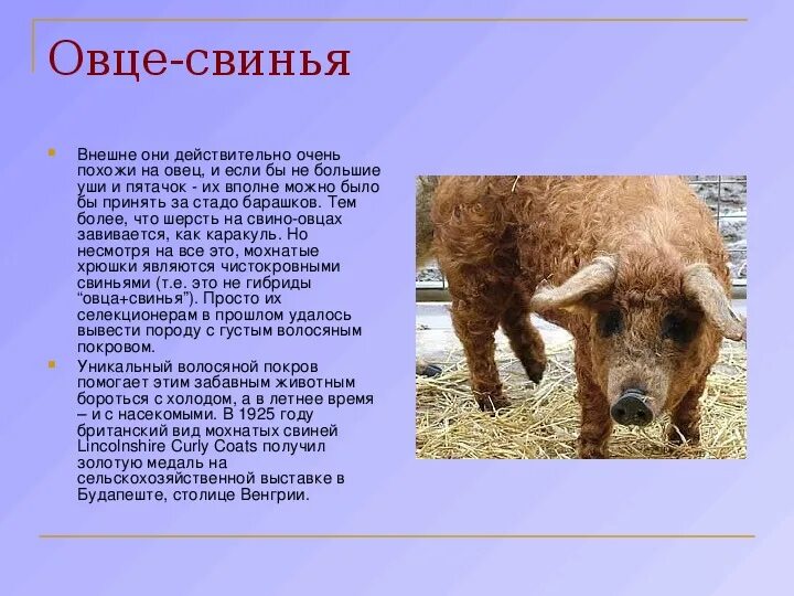 Гибриды сообщение. Лигр и тигролев. Межвидовое скрещивание животных. Доклад на тему гибриды. Межвидовое скрещивание примеры.