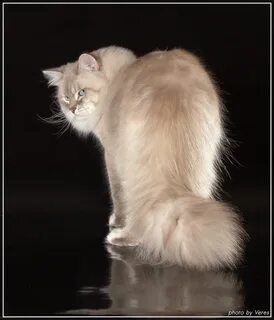 Кошки 14