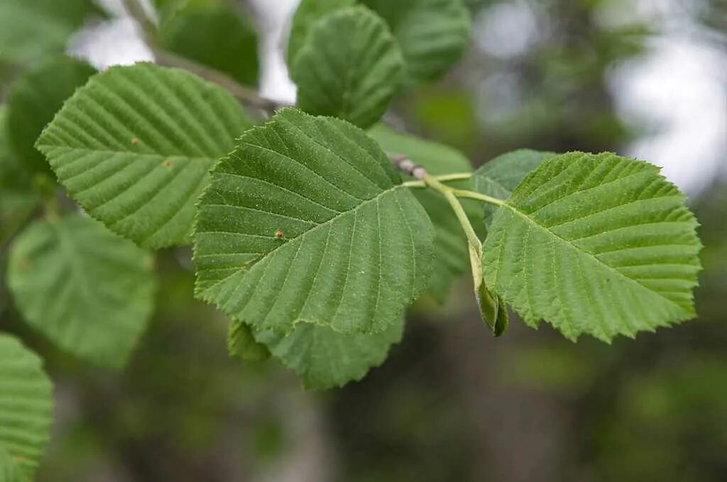 ольха серая alnus incana. ольха серая alnus incana дерево. ольха серая alnus incana дерево. лист ольхи. ольха сердцевидная.