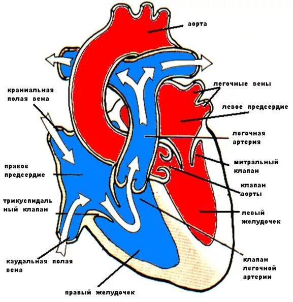 Строение сердца собаки схема. Строение сердца собаки анатомия. Анатомическое строение сердца собаки. Структуры сердечно сосудистой системы собаки. Предсердие у животных