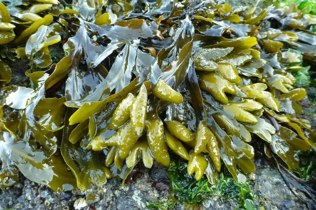 Бурые водоросли фукус. Морская капуста с фукусом. Фукусы морские водоросли. Фукус мелкопузырчатый. Фукус пузырчатый белое море.