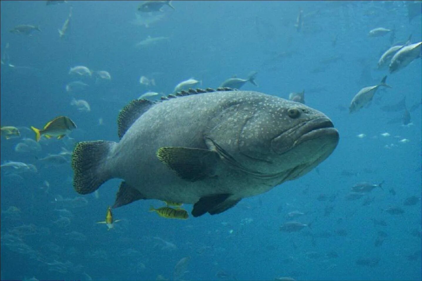 Групер Голиаф рыба. Морской окунь Групер. Epinephelus aeneus. Групер Черноморский. Групер это