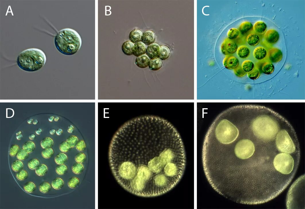 Chlamydomonas reinhardtii водоросли. Одноклеточные водоросли вольвокс. Chlamydomonas globosa. Хламидомонада микроскоп.