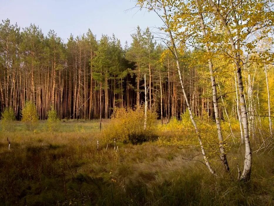 Фащевский лес. Лес опушка. Лес Свободный. Место в лесу свободное от деревьев. Лесной лесное ш 1