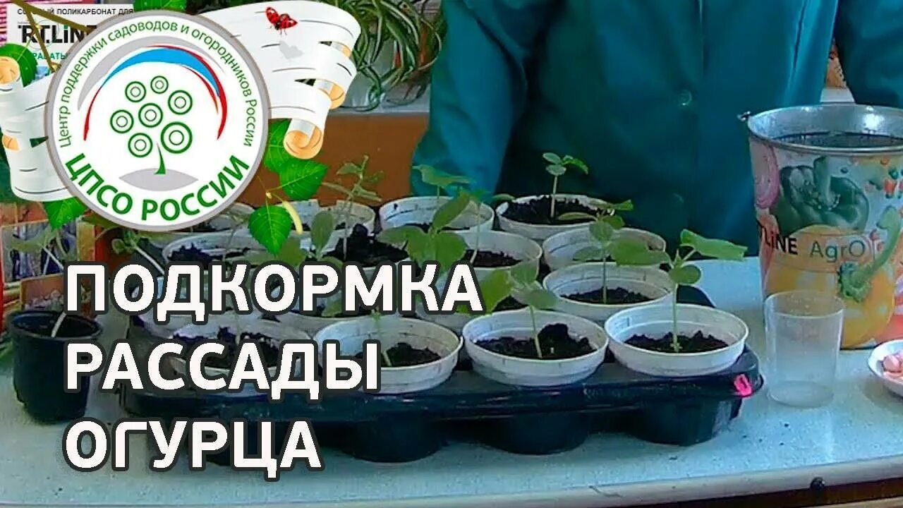 Огурцы подкормка рассады после всходов. Удобрение для рассады огурцов. Подкормк а россады огур. Подкормить рассаду огурцов. Подкормка рассады огурца.