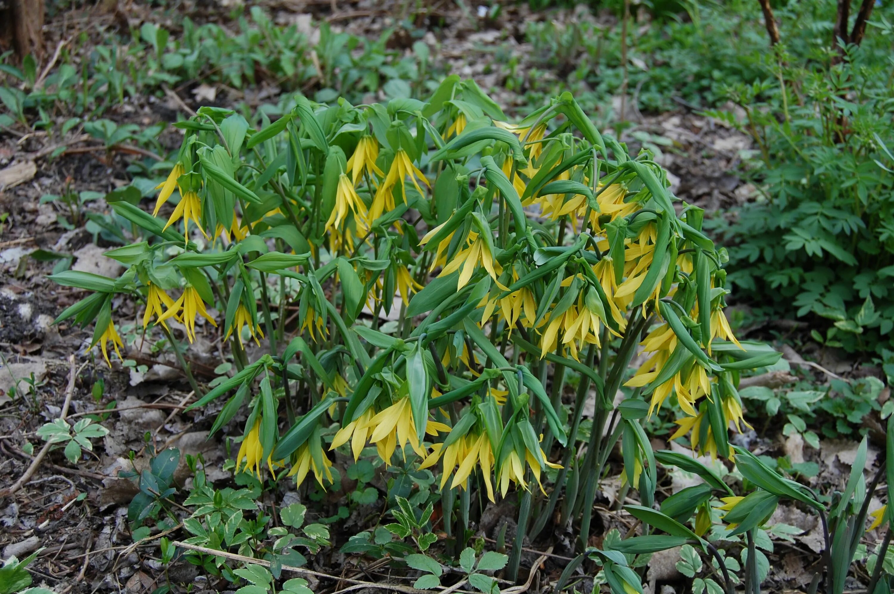 Увулярия grandiflora. Увулярия крупноцветковая (Uvularia grandiflora). Увулярия крупноцветковая Паллида.