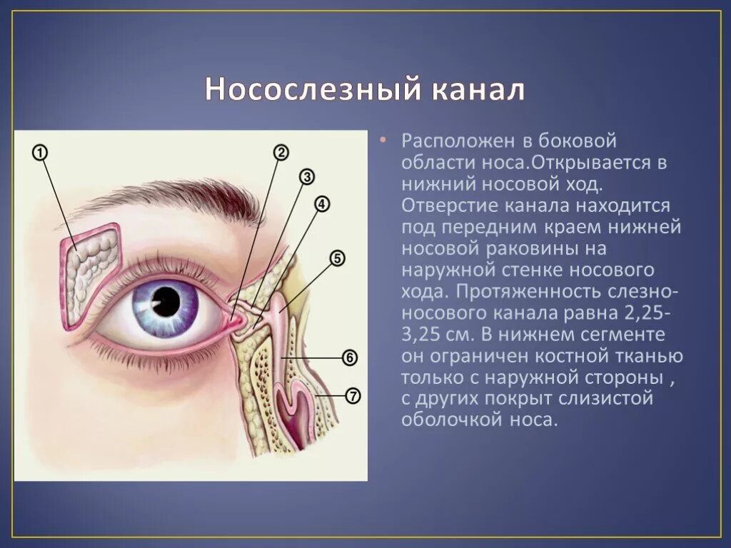 Слезный канал открывается. Носослезный мешок анатомия. Носослезный канал открывается в носовой.