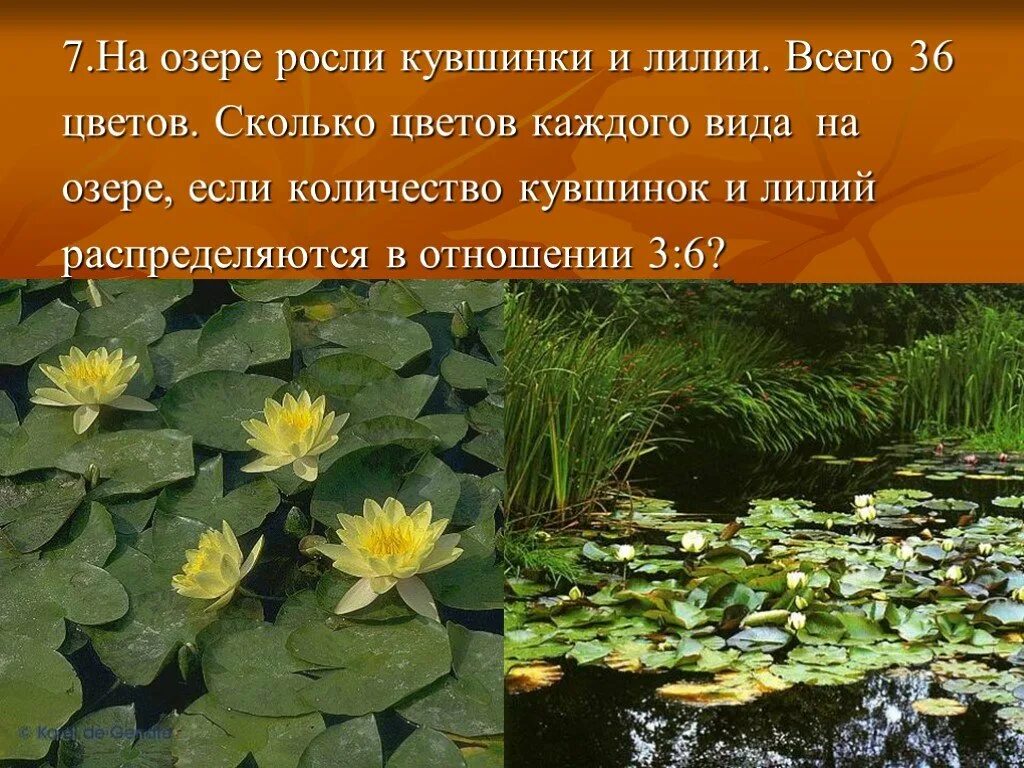 Что растет в озере. Щука и кувшинка Тип взаимоотношений. На озере росли лилии. На озере растут кувшинки каждый день их. Какие растения растут в озере.