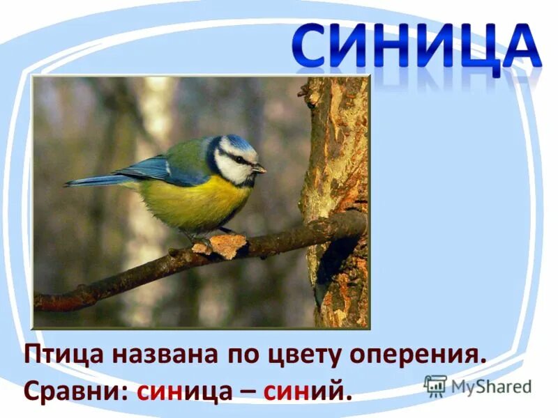 Сравнение оперения птиц. Синица окраска оперения. Птицы цвет оперения. Синица размер и цвет оперения. Какого цвета оперение у синицы.