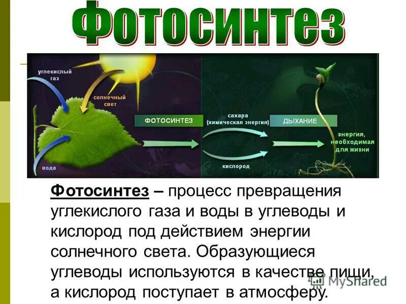 Зеленые растения днем поглощают кислород. Процесс фотосинтеза. Фотосинтез процесс превращения углекислого газа и воды. В процессе фотосинтеза происходит. Фотосинтез для детей.