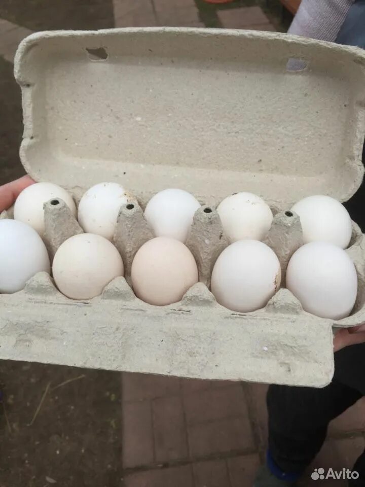 Пушкинские куры яйца. Яйцо Первомайской курицы. Пушкинские куры цвет яйца. Цвет яйца Пушкинской породы.