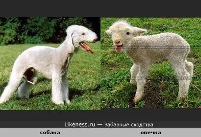 Порода собак похожая на овечку