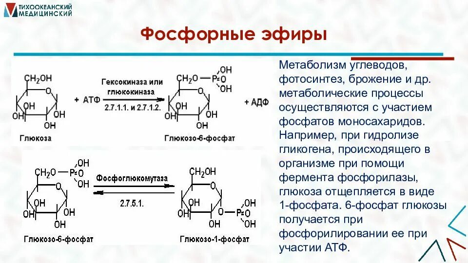 Эфиры углеводов