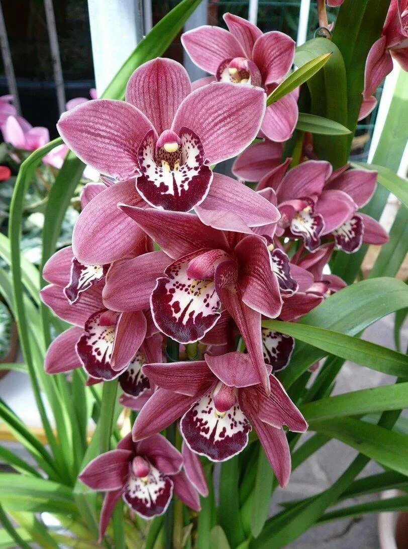 Какие сорта орхидеи. Орхидея Цимбидиум. Орхидея Цимбидиум красная. Королевский Цимбидиум.