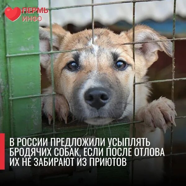 закон об усыплении собак. федеральный закон об ответственном обращении с животным. закон об усыплении собак. зоошиза бездомные собаки. закон об усыплении собак.