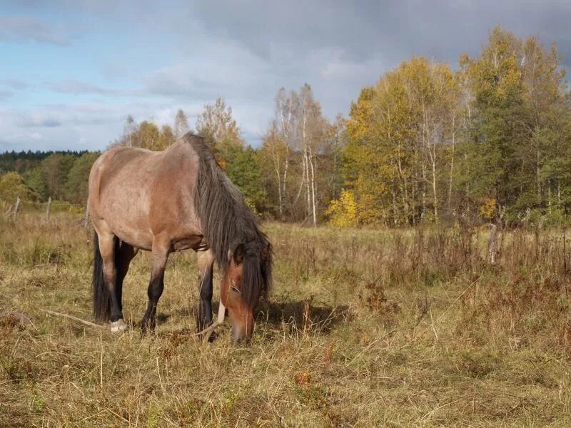 Село лошадка. Лошади в деревне. Деревенский конь. Хакасия лошади. Осень в деревне лошадь.