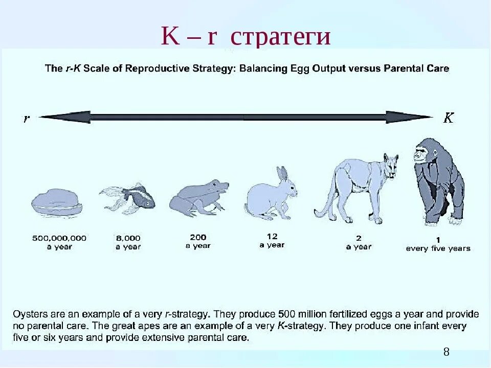 К стратегии примеры животных. R стратегия и k стратегия примеры. K стратегия размножения. Примерами r-стратегии выживания?. R example