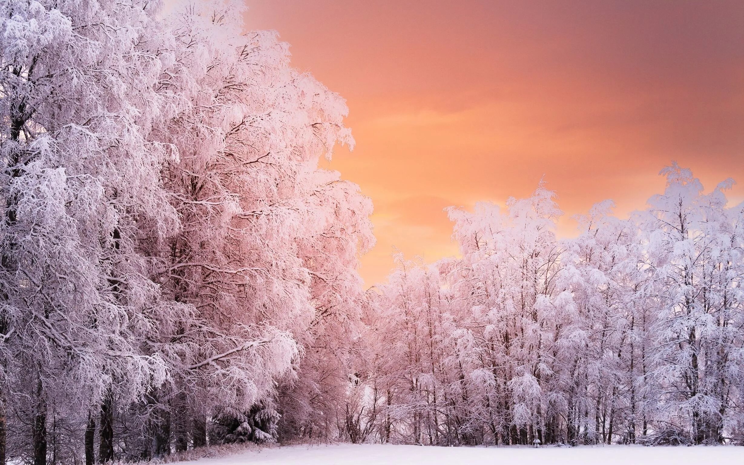 Красота зимнего леса. Красивая зима. Природа зима. Зимний лес. Красивый зимний лес.