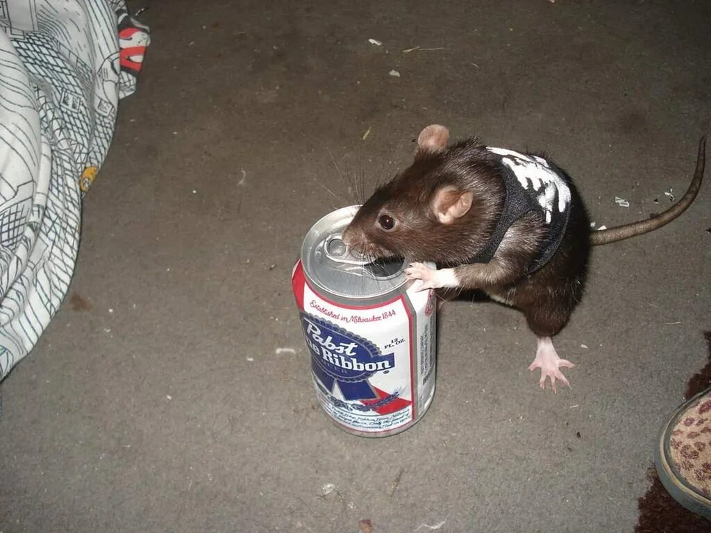 Rat meme