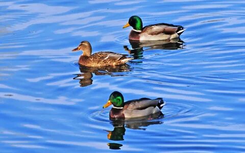 Су перісі кеменің тұмсығындағы секс позициялары