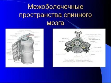 Пространства спинного мозга