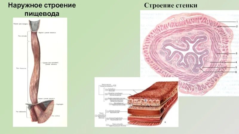 Строение пищевода рисунок. Строение стенки пищевода анатомия. Строение пищевода КРС. Пищевод в разрезе. Анатомические структуры пищевода.