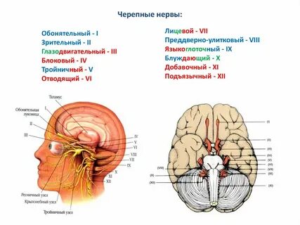 11 пара черепных