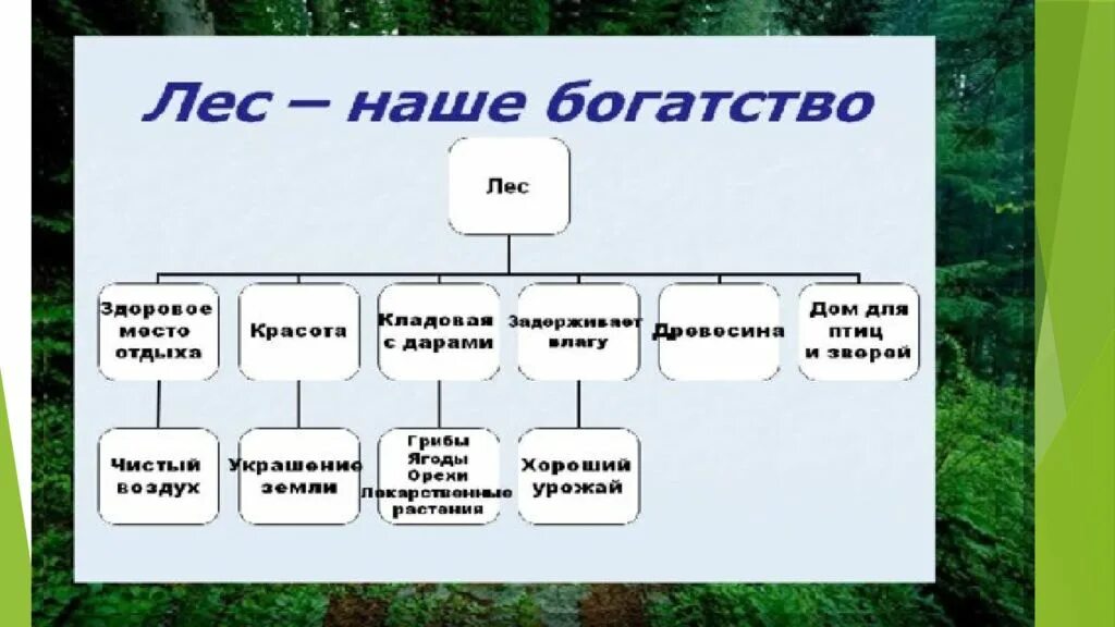 Как использовать богатство леса