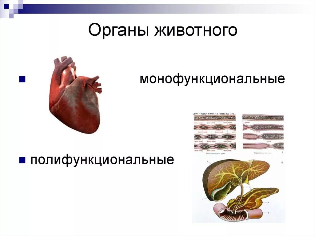 Что такое орган у животных. Органы живота. животные органы. органы коровы. органы животных отдельно.