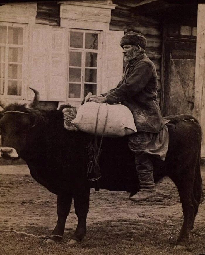 Старые фотографии. Бык Российская Империя. Дореволюционная Россия. Дореволюционные фото.