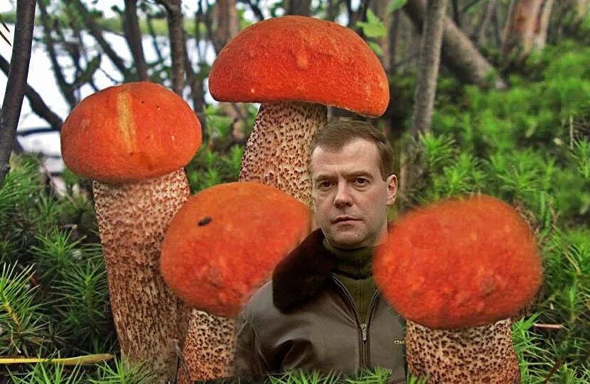 Épinglé par Katrina Stevenson sur Logan en 2025 Champignons farcis, Cèpes, Fleur