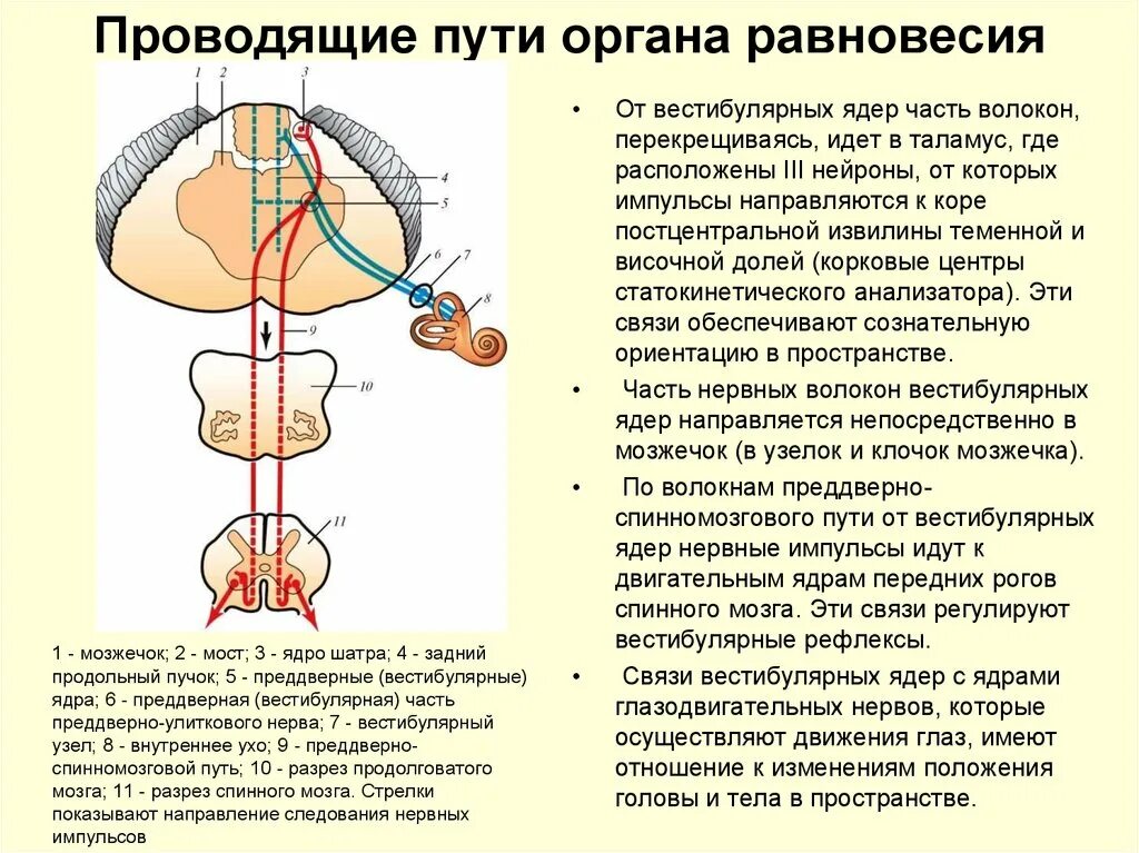 Мозжечок центры рефлексов. Проводящий путь вестибулярного анализатора. Проводящий путь вестибулярного анализатора схема. Схема проводящих путей вестибулярного анализатора. Структуры проводящего пути вестибулярного анализатора.