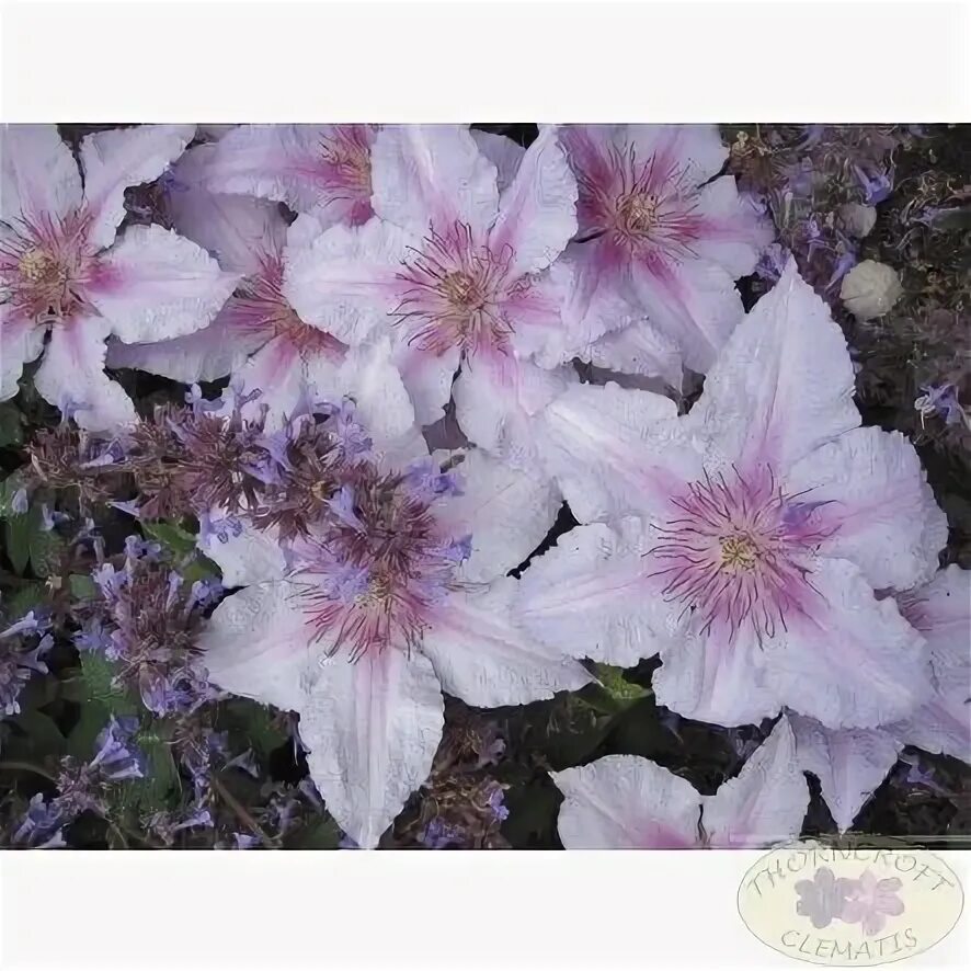 Clematis 'Tie Dye' Clematis plants, Clematis, Clematis jackmanii