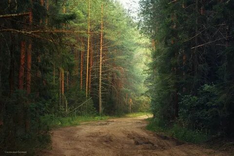 Лесистая дорога или лесная