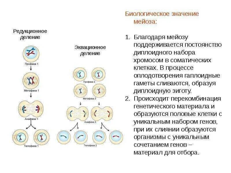 В результате митоза формируется. Фазы мейоза хромосомы. Формулы этапов мейоза. Митоз схема с набором хромосом. Мейоз 1 основные процессы.