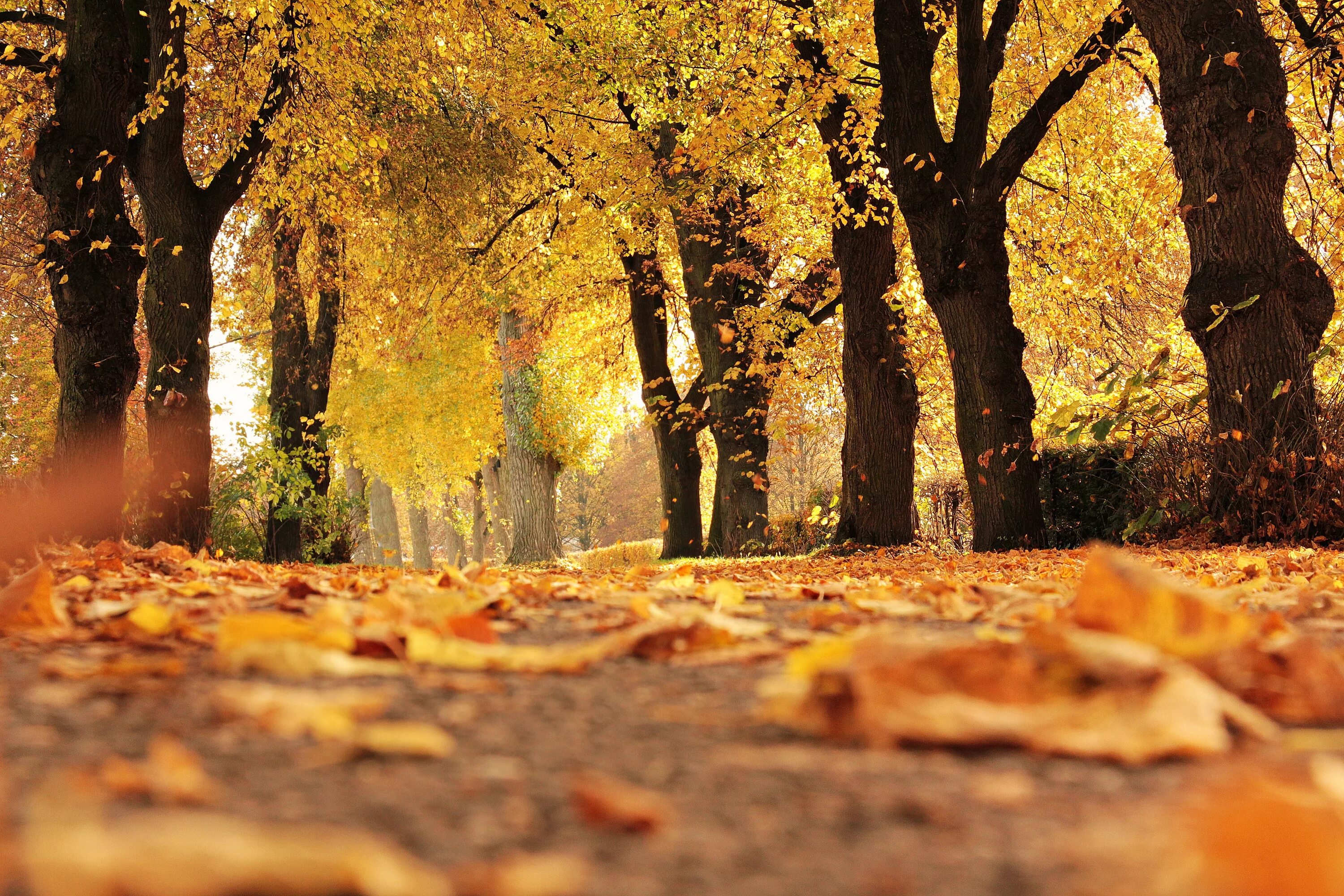 Осень картинки. Осень. Красивая осень. Осенний парк. Золотая осень.