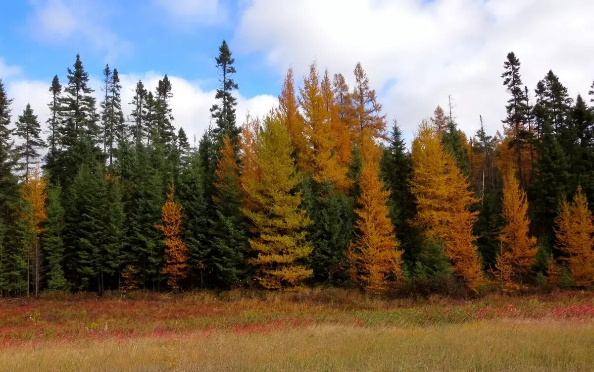 Северные хвойные породы. Лиственница американская Larix laricina. Тамарак дерево. Лиственница Michigan Tower. Гранта в лесу.