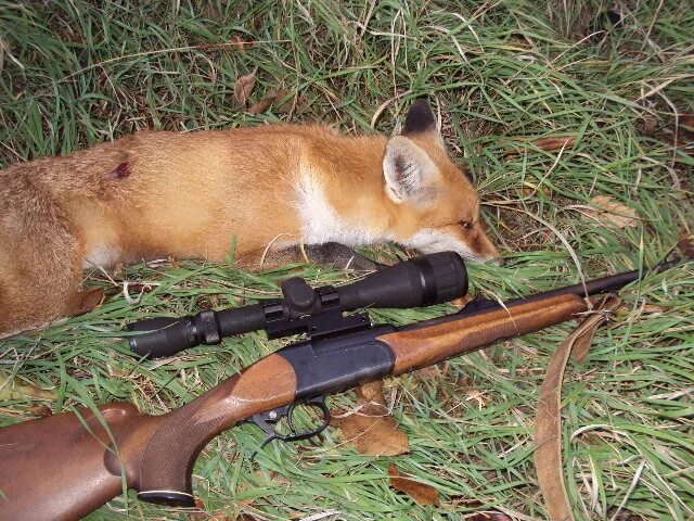 Охота на лис. Охота на лисицу с манком. Охота на лису с манком крик раненого зайца. Охота на лису с карабином.