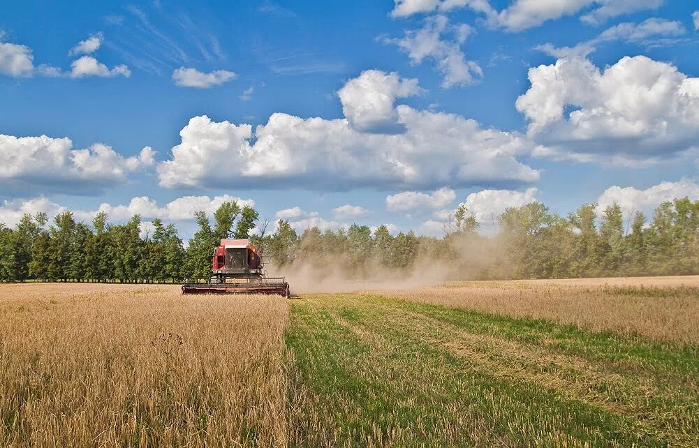 Поле страда. Заброшенные поля в россии. Поле сенокос. Колхозное поле. Колхозное поле.
